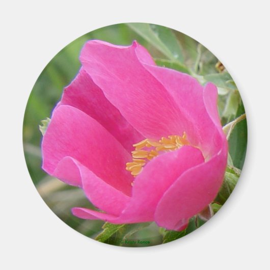 F7 Wilde Rose Magnet (Vorne)