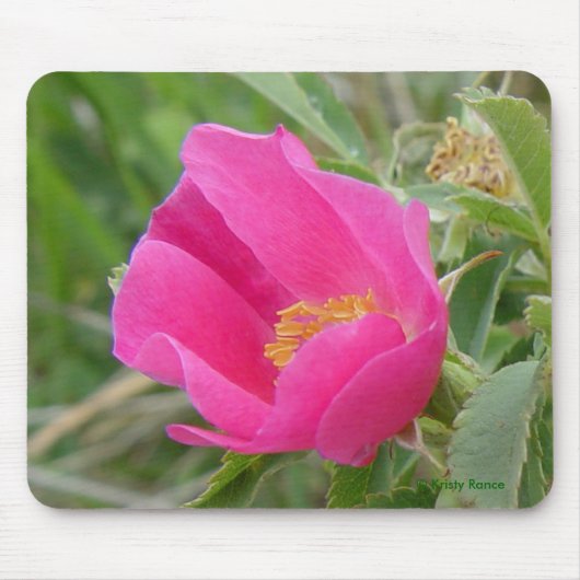 F7 Wilde Rose Mousepad (Vorne)