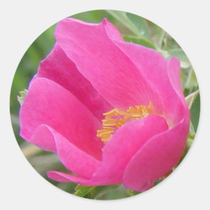 F7 Wilde Rose Runder Aufkleber