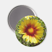 F8 Gelbe Wildblume Gaillardia Magnet (Vorderseite/Rückseite)