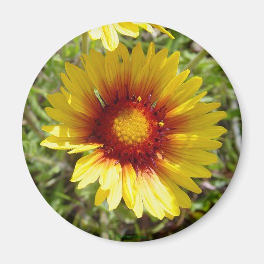 F8 Gelbe Wildblume Gaillardia Magnet (Vorne)