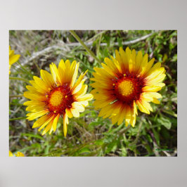 F8 Gelbe Wildblume Gaillardia Poster