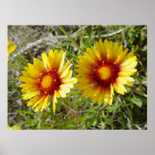 F8 Gelbe Wildblume Gaillardia Poster