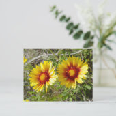 F8 Gelbe Wildblume Gaillardia Postkarte (Stehend Vorderseite)