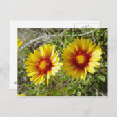 F8 Gelbe Wildblume Gaillardia Postkarte (Vorne/Hinten)