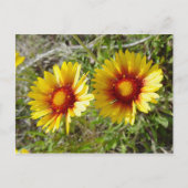F8 Gelbe Wildblume Gaillardia Postkarte (Vorderseite)