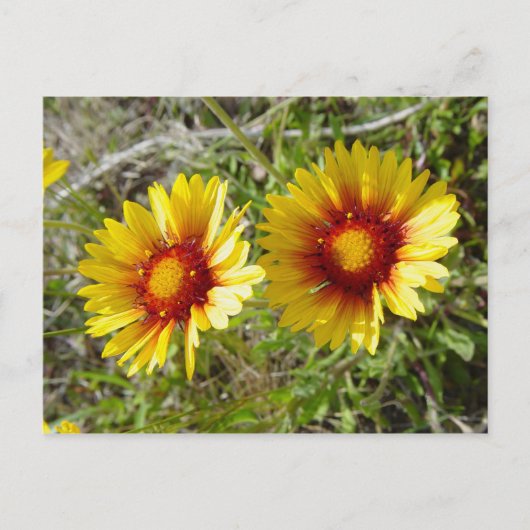 F8 Gelbe Wildblume Gaillardia Postkarte (Vorderseite)