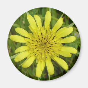 F9 Gelbe Wildblume Bocksbart Tragopogon dubius Magnet