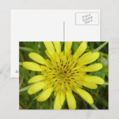 F9 Gelbe Wilde Bocksbart Postkarte (Vorne/Hinten)