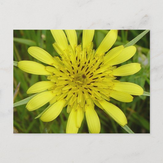 F9 Gelbe Wilde Bocksbart Postkarte (Vorderseite)