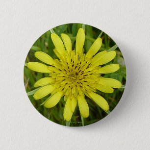 F9 Gelbe Wilde Ziegenbart Tragopogon dubius Button