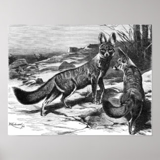 F.W. Kuhnert - Kama - Cape Fox Poster