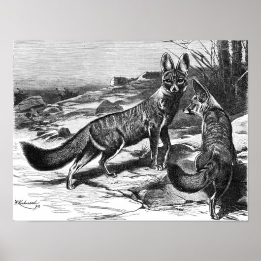 F.W. Kuhnert - Kama - Cape Fox Poster (Vorne)