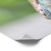 FAB FROG FREDDIE POSTER (Ecke)