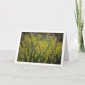 Fabale Pflanze, Anthyllis Cytisoides Karte (Vorderseite)