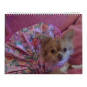 Fabelhafter Kalender der Chihuahua 2013 (Titelbild)