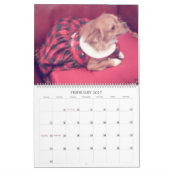 Fabelhafter Kalender der Chihuahua 2013 (Feb 2027)