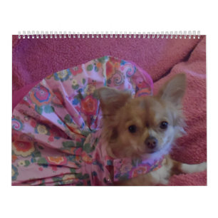 Fabelhafter Kalender der Chihuahua 2013