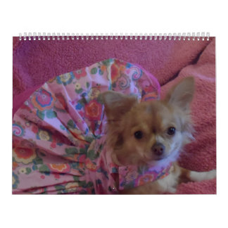 Fabelhafter Kalender der Chihuahua 2013