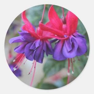 Fabelhaftes Fuschias Runder Aufkleber