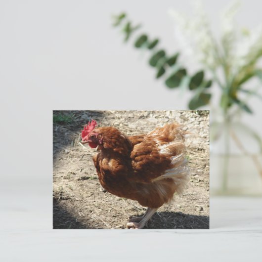 Fabrikhengst Postkarte (Stehend Vorderseite)