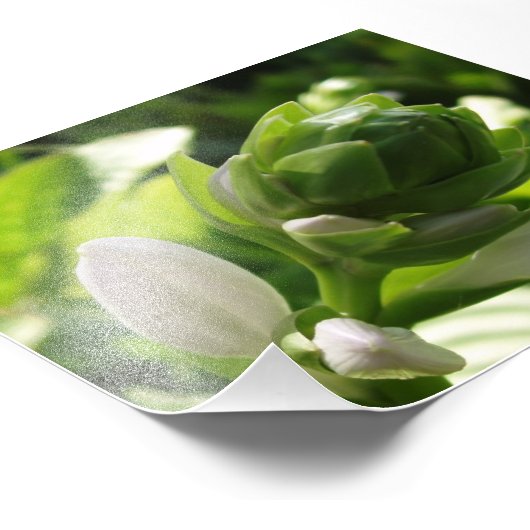 Fabulous Hosta Fotodruck (Ecke)