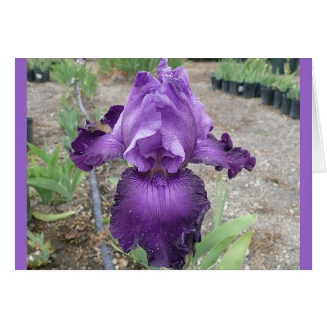 Fabulous Lila Iris (Vorderseite (Horizontal))