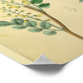 Face Arteries Medicinal Plants Anatomy Art Print Poster (Ecke)