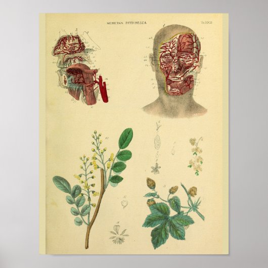 Face Arteries Medicinal Plants Anatomy Art Print Poster (Vorne)