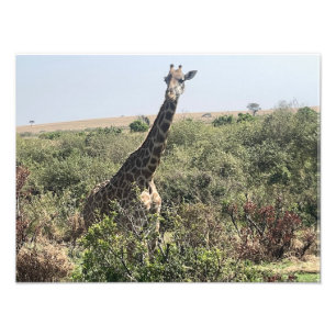 Face to Face – Afrikanischer Giraffen-Fotoabzug Fotodruck