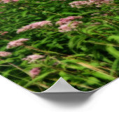 Fach Sweet Joe Pye Weed Blume Orton Art Poster (Ecke)