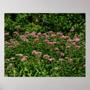 Fach Sweet Joe Pye Weed Blume Orton Art Poster