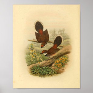 Fächerschwanz-Fliegenschnäpper-Vogel Vintage-Druck Poster
