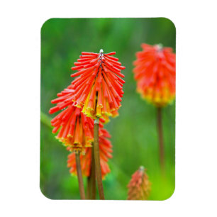 Fackellilie (Kniphofia Uvaria), Westkap Magnet