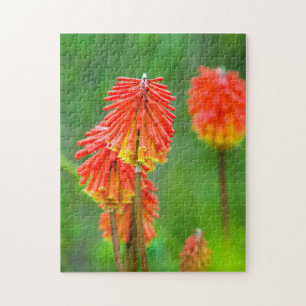Fackellilie (Kniphofia Uvaria), Westkap Puzzle