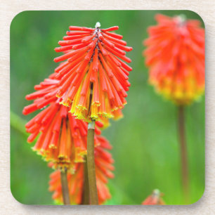 Fackellilie (Kniphofia Uvaria), Westkap Untersetzer