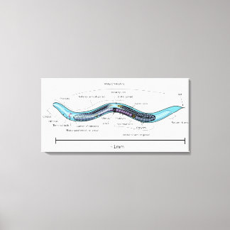 Fadenwurm-Hermaphrodit Caenorhabditis elegans Leinwanddruck