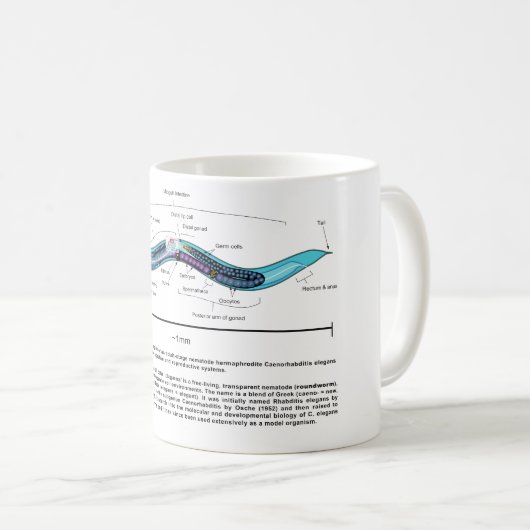 Fadenwurm-Spulwurm Caenorhabditis Elegans Diagramm Kaffeetasse (VorderseiteRechts)