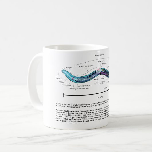 Fadenwurm-Spulwurm Caenorhabditis Elegans Diagramm Kaffeetasse (Vorderseite Links)