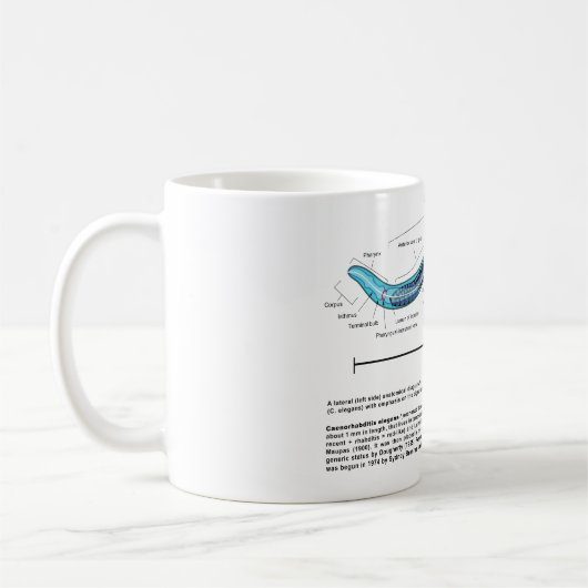 Fadenwurm-Spulwurm Caenorhabditis Elegans Diagramm Kaffeetasse (Links)