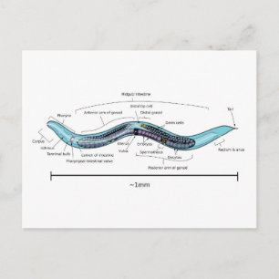 Fadenwurm Zwitter Caenorhabditis elegans Postkarte