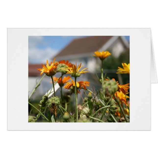 Fading Beauty (Vorderseite (Horizontal))