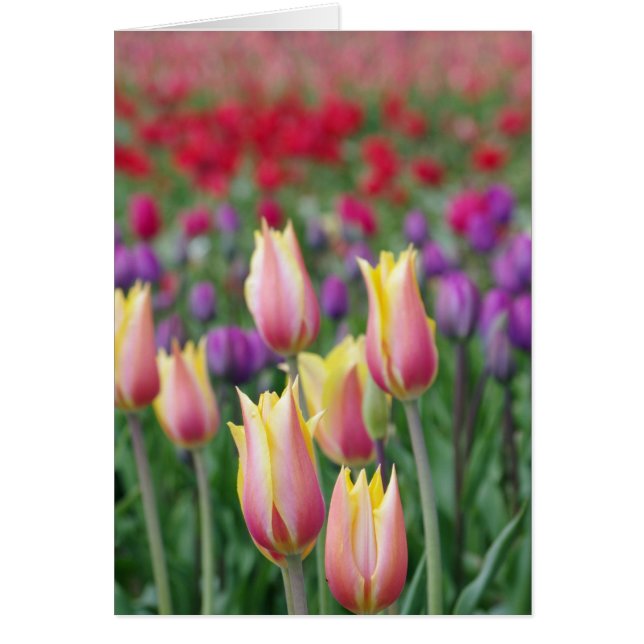 Fading Tulips (Vorne)