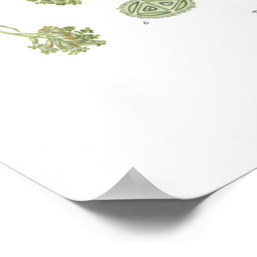 Fagus silvatica (Buche) Poster (Ecke)