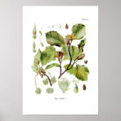 Fagus silvatica (Buche) Poster (Vorne)