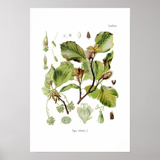 Fagus silvatica (Buche) Poster (Vorne)
