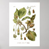Fagus silvatica (Buche) Poster (Vorne)