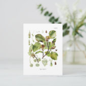 Fagus silvatica (Buche) Postkarte (Stehend Vorderseite)