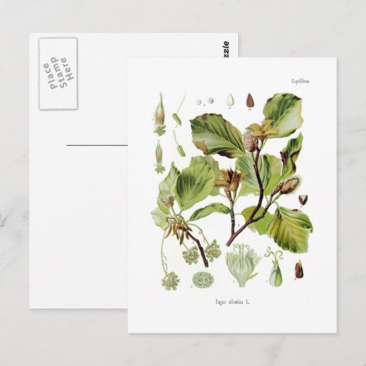 Fagus silvatica (Buche) Postkarte (Vorne/Hinten)