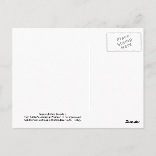 Fagus silvatica (Buche) Postkarte (Rückseite)